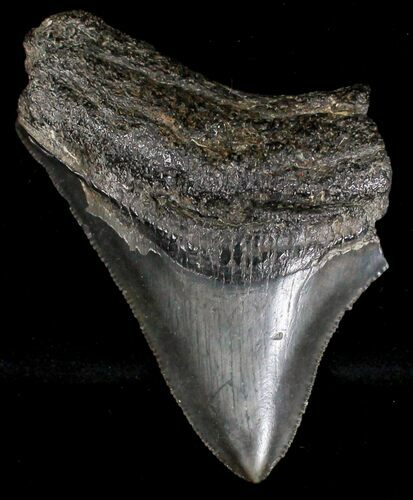 Bargain Megalodon Tooth - South Carolina #18414